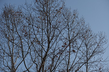 sycamore at twilight early December