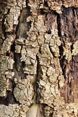 dry tree bark surface for nature background