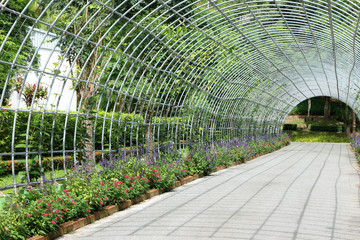 pathway with trees tunnel in garden park.