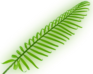 green tree isolated on white background