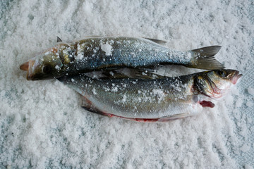 Raw sea bass on salty background. Healthy eating ingredient