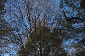 early December afternoon in the woods