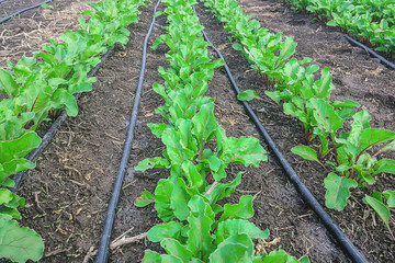 young beet plants with drip irrigation in spring.