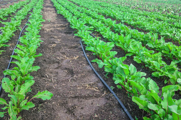 Fototapeta na wymiar young beet plants with drip irrigation in spring.
