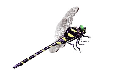 ウチワヤンマ © 哲治 白川