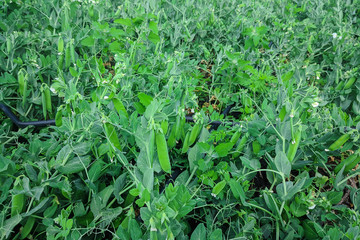 young pea plants with pods on drip irrigation in spring.