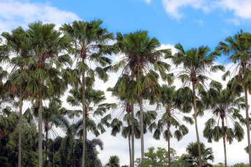 tropical palm tree with blue sky background