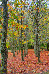 2019-11-03 ISOLATED TREES IN TUSCANY ITALY