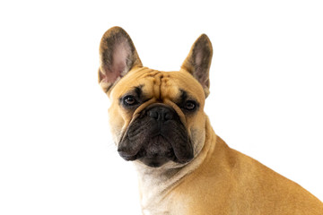 Milo the Frenchie - French Bulldog - White Background
