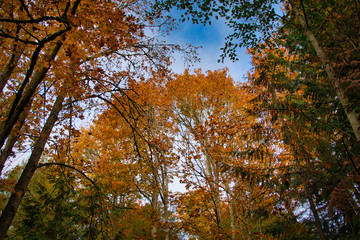 2019-10-24 FALL FOLIAGE IN THE MERCER SLOUGH IN BELLEVUE WASHINGTON