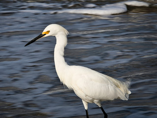 2019-10-08 SNOWY EGRET SEABIRD IN THE SURF IN LA JOLLA