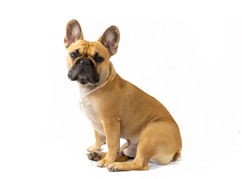Milo the Frenchie - French Bulldog - White Background - Sitting