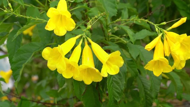 Yellow trumpet-flower or Tecoma stans in the garden with sky background