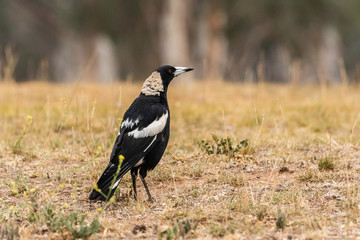 Australian Magpie