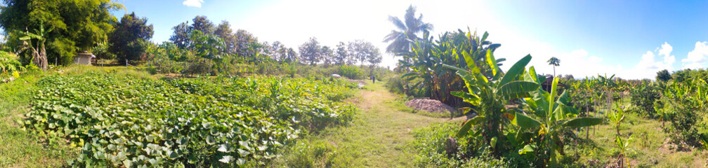 panorama สวนสวยๆ
