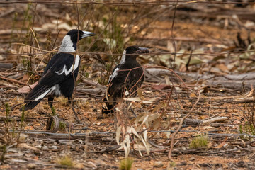 Australian Magpie juvenile with cicada