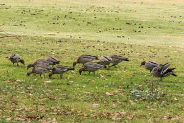 Australian Wood Ducks feeding on the grass