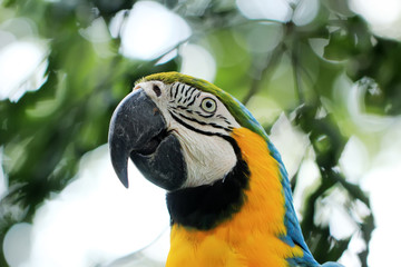 Blue-yellow macaws live wild in animal conservation