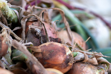 Close up images of fresh onions on a table for sale at a local farmers market