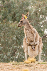 Eastern Grey Kangaroo female with red and yellow tags