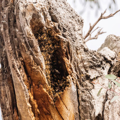 European Honey Bees swarming in a tree