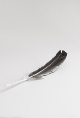 Black feather image on a white background