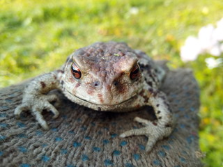 frog in the grass