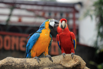 two yellow and red blue macaws live wild in animal conservation