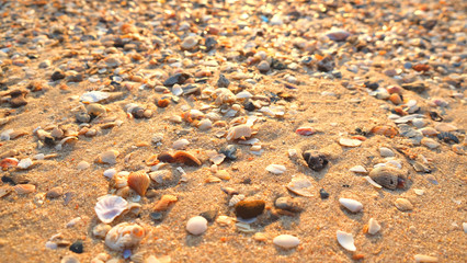 broken seashell on sand beach background.