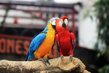 two yellow and red blue macaws live wild in animal conservation