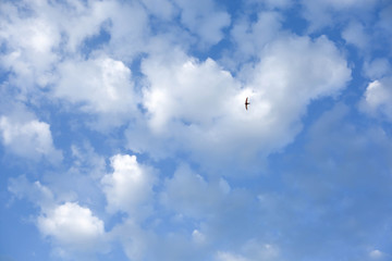 blue sky and a a bird. background