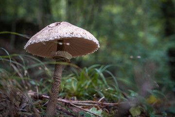Brown mushroom in a forest, autumn season