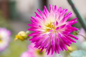 Fototapeta premium Purple flower on a meadow