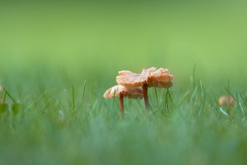 Brown mushroom in a forest, autumn season