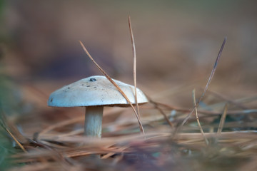 Brown mushroom in a forest, autumn season