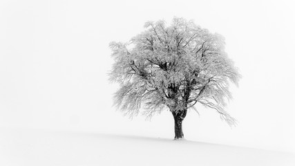 isolated single white tree in winter snowstrom