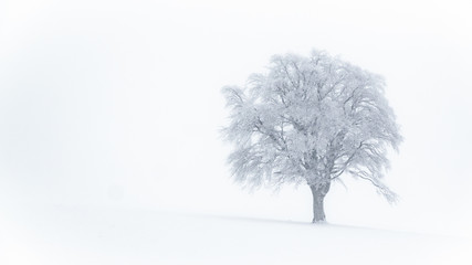 isolated single white tree in winter snowstrom