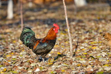 A beautiful rooster walks on dry leaves in search of food.