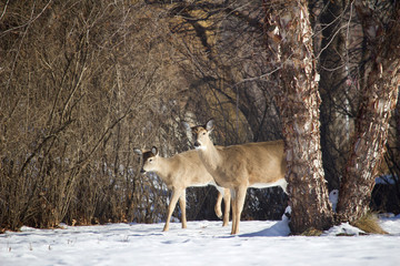 White-tail deer forage among birch trees in a ravine woodland in winter snow