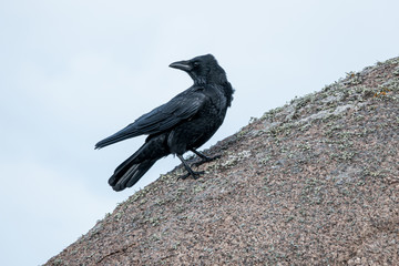 black raven on a ledge