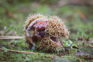 A fallen chestnut with a thorny shell 