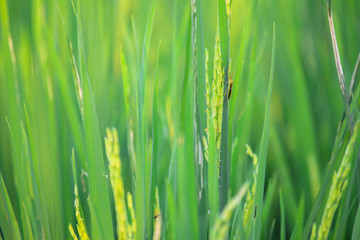 green paddy grass with water drops and bug 
