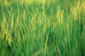 green paddy wheat field of grass from bali