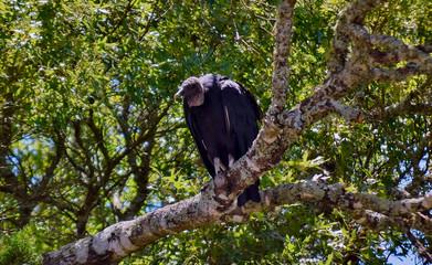 Vulture in a tree