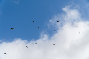 flock of birds flying in blue sky and clouds
