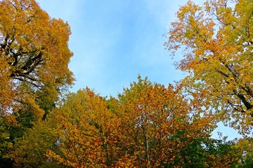 Colorful leaves in Fall or Autumn with blue sky background.
