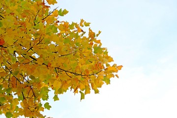 Yellow Mable leave in Fall or Autumn with white and blue sky background.