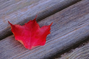 Single red leaf in Fall or Autumn on wooden table.