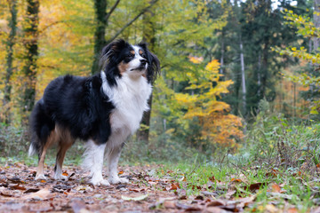 Mini Australian Shepherd, walk in forest, autumn