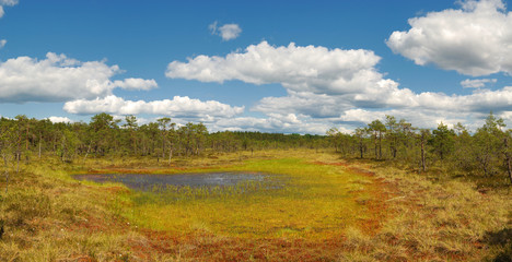 Panoramic view of the Soomaa National Park. Estonia